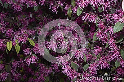 Purple blossom of Loropetalum chinense rubrum shrub Stock Photo