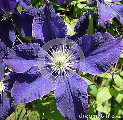 Purple blue Clematis flower Stock Photo
