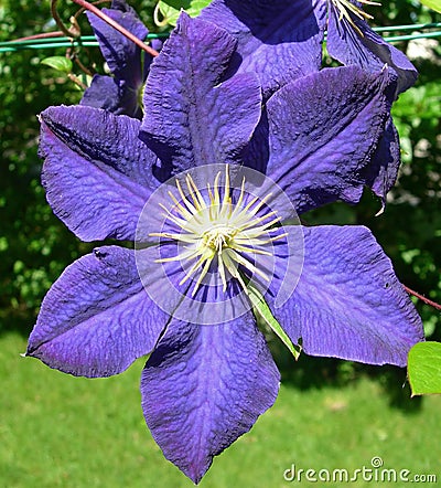 Purple blue Clematis flower Stock Photo