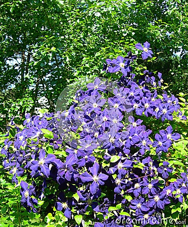 Purple blue Clematis flowers Stock Photo