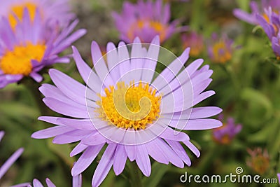 `Farrer`s Aster` flower - Aster Farreri Stock Photo