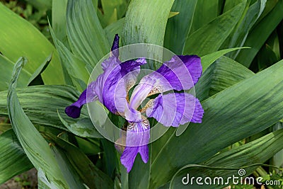 purple-blue flowers of Germanic iris on a green background Stock Photo