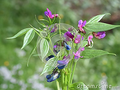 Spring colourful wildflower Lathyrus vernus spring pea Stock Photo