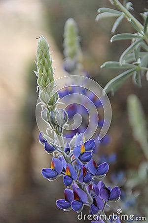 The purple blue flowers of the Lupine Stock Photo