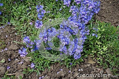 Purple and blue flowers of prostrate speedwell Stock Photo