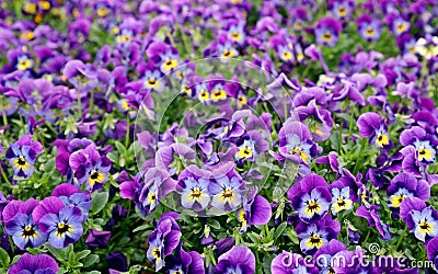 Purple and blue garden pansies in springtime. They are called also viola or violet. Stock Photo