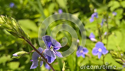 Purple and blue Gilliflowers in the grass. Stock Photo