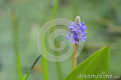 Purple blue inflorescence of pickerelweed Pontederia cordata, aquatic plant, grows in a variety of wetlands, blurry green Stock Photo