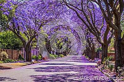 Purple blue Jacaranda mimosifolia bloom in Pretoria streets during spring in October in South Africa Stock Photo