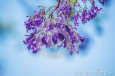 Purple blue Jacaranda mimosifolia Closeup in Pretoria South Africa against blue sky Stock Photo