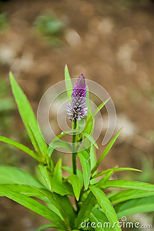 Boroco wild plants are purple in color Stock Photo