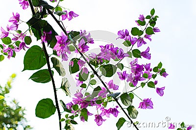 Purple bougainvillea flowers with green leaves Stock Photo