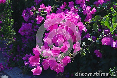 Purple bougainvillea inflorescence Stock Photo