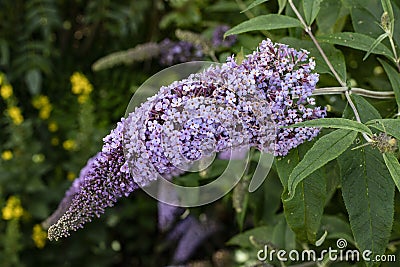 Purple Buddleia flower cyme Stock Photo