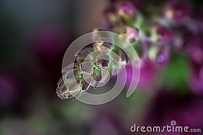 Purple buds of Matthiola garden flowers macro Stock Photo