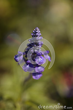 Purple Bugleweed flower Ajuga reptans Stock Photo