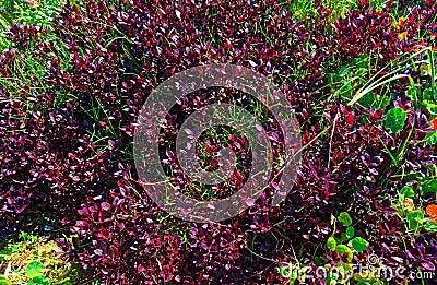 Purple bush like plant with grass Stock Photo