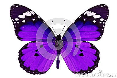 Purple butterfly Stock Photo