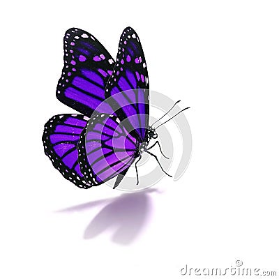 Purple butterfly Stock Photo