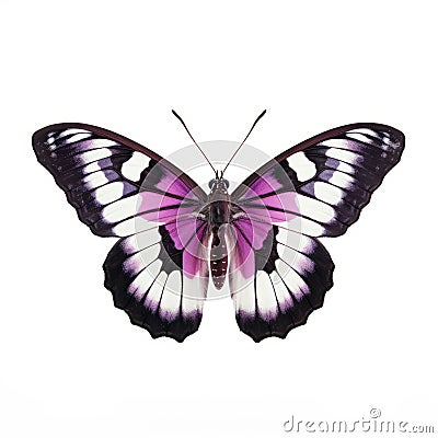 Purple Emperor Butterfly On White Background Stock Photo