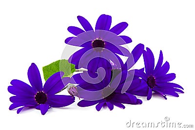 Purple butterfly flower Stock Photo