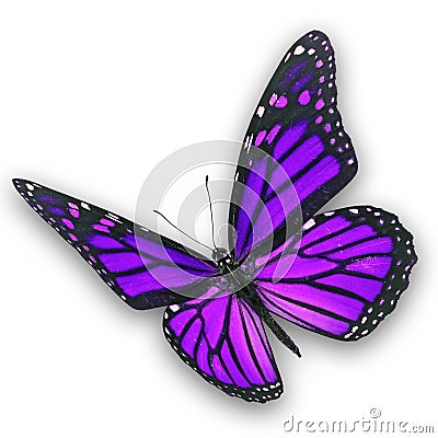 Purple butterfly flying Stock Photo