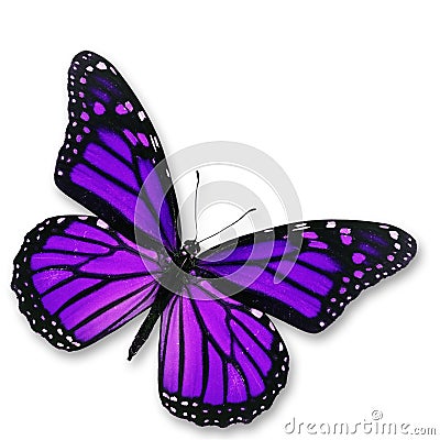 Purple Butterfly Stock Photo