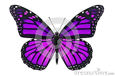 Purple Butterfly Stock Photo