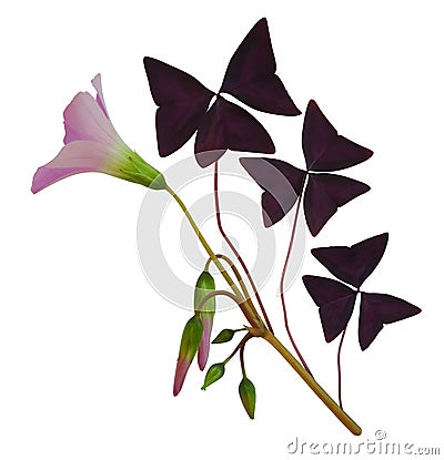 Purple Butterfly Plant Stock Photo