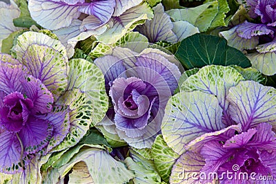 Purple Cabbage Stock Photo