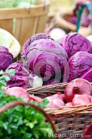 Purple Cabbage Stock Photo