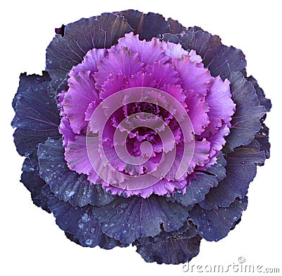 Purple Cabbage Flower Stock Photo