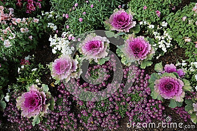 Purple Cabbage Flower Stock Photo