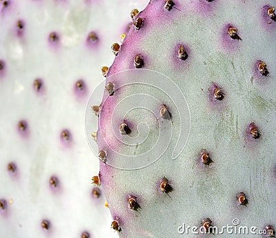 Purple Cactus Stock Photo