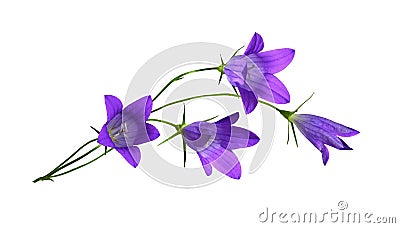 Purple campanula flowers in a floral arrangement isolated Stock Photo