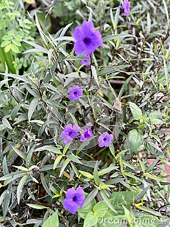 Purple cannabis plant blooms in summer in the morning. Stock Photo