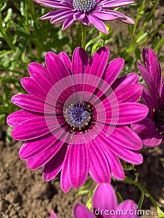 Purple cape marguerite in bloom closeup view of it Stock Photo