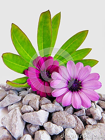 Purple cape marguerite flowers Stock Photo