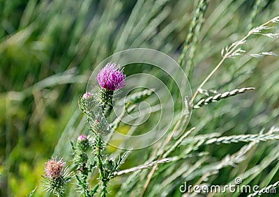 Purple Carduus flower on a background of green leaves Stock Photo