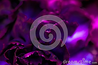 Purple carnation flower in bloom, abstract floral blossom art background, flowers in spring nature for perfume scent, wedding, Stock Photo