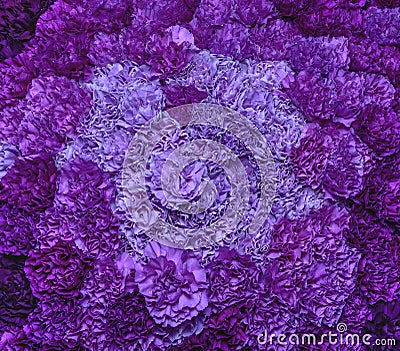 Purple carnations Stock Photo