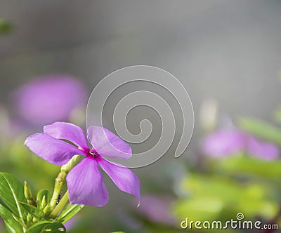 Purple Catharanthus roseus flowers. Stock Photo