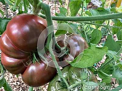Purple Cherokee Tomatoes Ripening on the Vine Stock Photo
