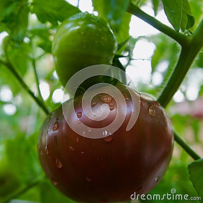 Purple Cherokee Tomatoes Ripening on the Vine Stock Photo