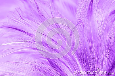 Purple chicken feathers in soft and blur style Stock Photo