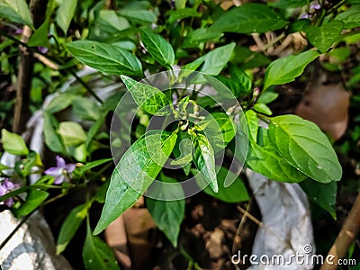 This is the purple chilli flower close-up macro shot in the daytime in the vegetable garden Stock Photo