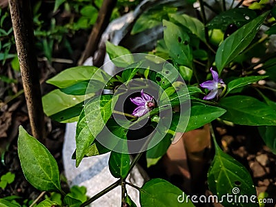 This is the purple chilli flower close-up macro shot in the daytime in the vegetable garden Stock Photo