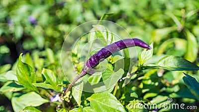 Purple chilli garden. Stock Photo