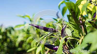 Purple chilli garden. Stock Photo