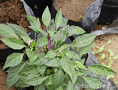 A purple chilli variety plant with purple chilli spikes and flowers in an outdoor Stock Photo